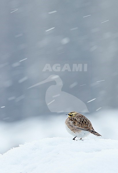 Shore Lark (Eremophila alpestris) Vantaa Finland February 2018 stock-image by Agami/Markus Varesvuo,