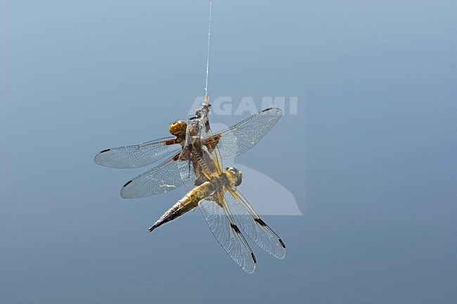Viervlek en Platbuik gevangen in spinnenweb, Libellula quadrimaculata and depressa captured in a spider's web stock-image by Agami/Wil Leurs,