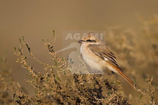Daurian Shrike, Daurische Klauwier stock-image by Agami/Ralph Martin,