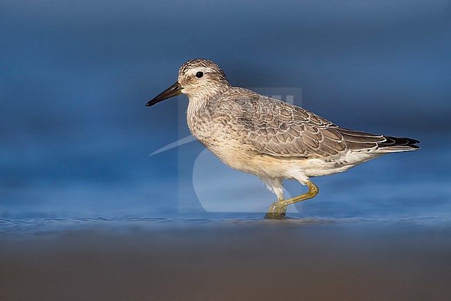 Autumn plumaged Red Knot, Calidris canutus, in Italy. stock-image by Agami/Daniele Occhiato,