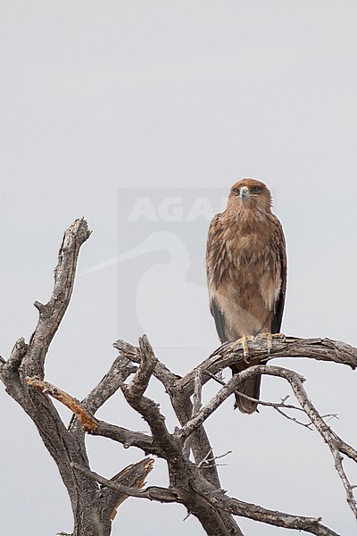 Tawny Eagle (Aquila rapax ssp. rapax) perched in a dead tree in Namibia. stock-image by Agami/Ralph Martin,