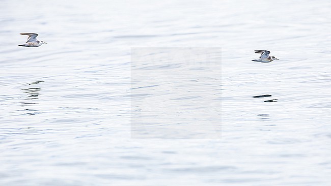  stock-image by Agami/Menno van Duijn,