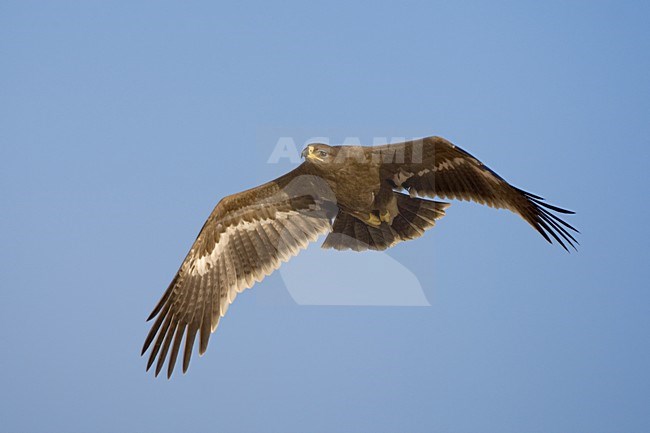 Steppearend in de vlucht; Steppe Eagle in flight stock-image by Agami/Daniele Occhiato,