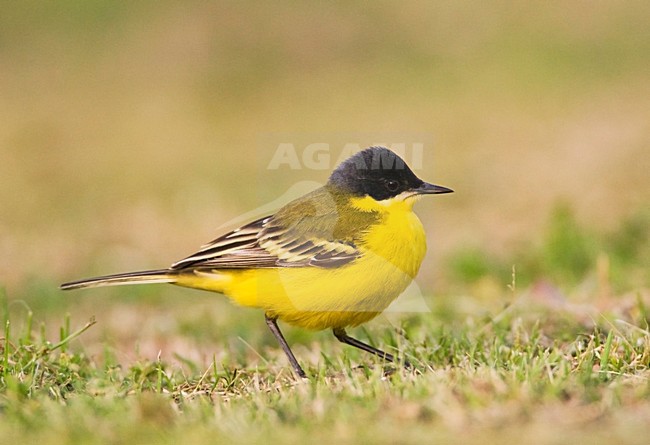 Noordse Gele Kwikstaart; Grey-headed Wagtail; Motacilla thunbergi stock-image by Agami/Marc Guyt,