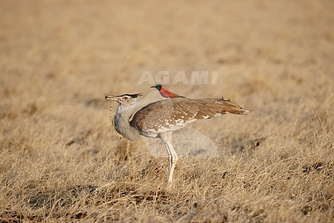 Arabische Trap met Noordelijke Karmijnrode Bijeneter, Arabian bustard with Northern carmine bee-eater stock-image by Agami/Marten van Dijl,