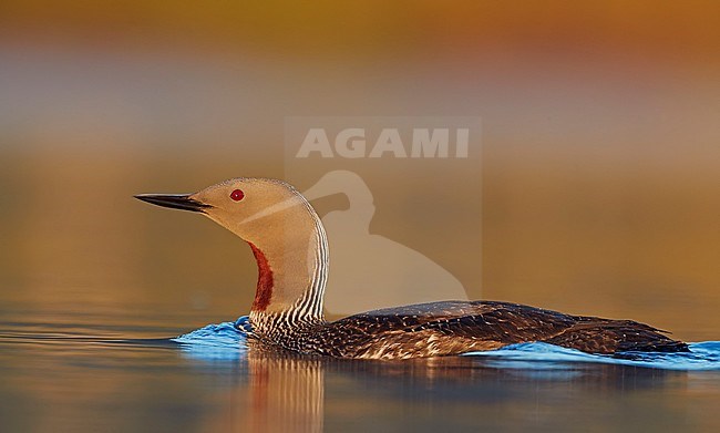 Red-throated Diver (Gavia stellata) Iceland June 2019 stock-image by Agami/Markus Varesvuo,