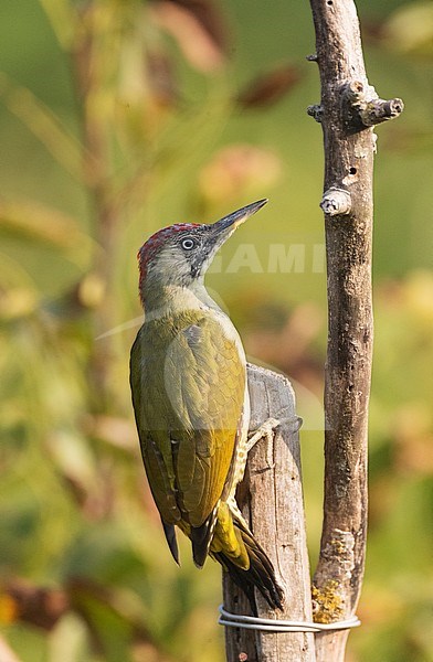 Subadult female Green Woodpecker (Picus viridis) in Bulgarian garden during autumn. Seen from the side. stock-image by Agami/Marc Guyt,
