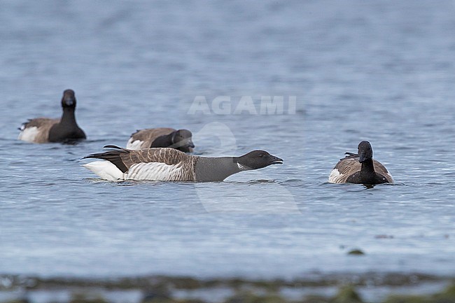 Pale-bellied Brant Goose (Branta bernicla hrota), small flock in the sea at Iceland. stock-image by Agami/Saverio Gatto,