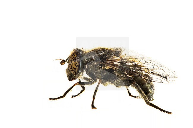 Small Spotty-eyed Dronefly, Weidevlekoog, Eristalinus sepulchralis stock-image by Agami/Wil Leurs,