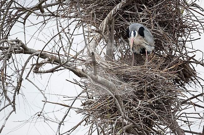 Grey Heron (Ardea cinerea) perched on nest in tree stock-image by Agami/Ralph Martin,