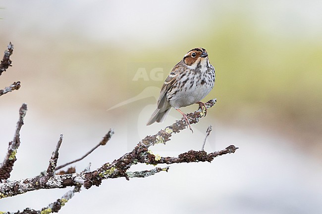 Little Buntint - Zwergammer - Emberiza pusilla, Russia stock-image by Agami/Ralph Martin,