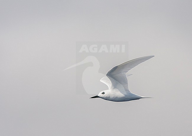 Atlantic white tern, Gygis alba alba) in the atlantic ocean. Also known as Fairy tern of White Noddy. stock-image by Agami/Marc Guyt,