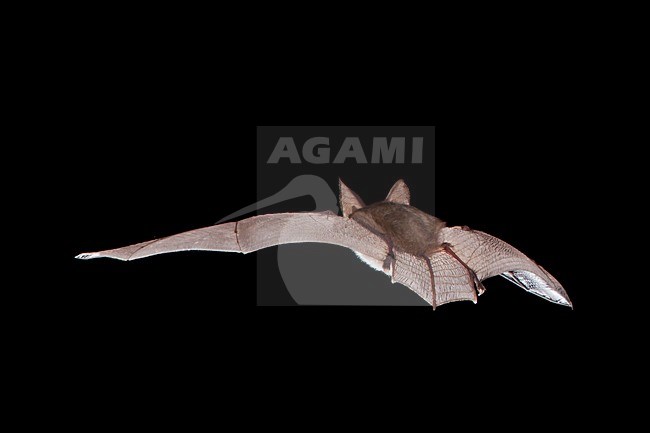 Gewone grootoorvleermuis vliegend, Brown long-eared bat flying stock-image by Agami/Theo Douma,