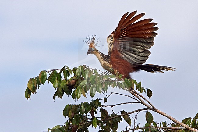 Hoatzin (Opisthocomus hoazin) perched on a branch near the Napo River in Amazonian Ecuador. stock-image by Agami/Glenn Bartley,