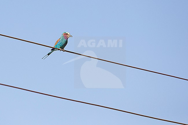 adult lilac-breasted roller (Coracias caudatus) perching on wire, found at Liben Plains near Negele Borana in Ethiopia stock-image by Agami/Mathias Putze,