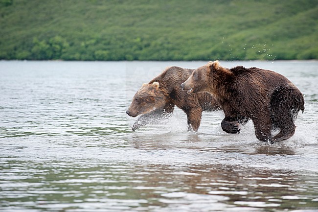 Kamtsjatkabeer vissend, Kamchatka Brown Bear fishing stock-image by Agami/Sergey Gorshkov,
