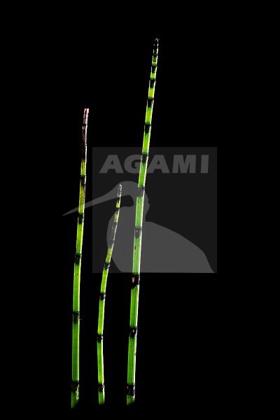 Water horsetail, Equisetum fluviatile stock-image by Agami/Wil Leurs,