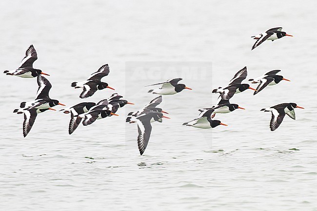Oystercatchers flock flying over the water at the Brouwersdam stock-image by Agami/Menno van Duijn,