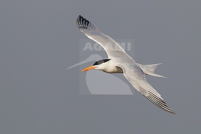 Adult breeding
Galveston Co., TX
April 2011 stock-image by Agami/Brian E Small,