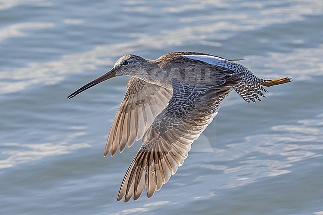 Wintering Long-billed Dowitcher (Limnodromus scolopaceus) in Western Mexico. stock-image by Agami/Pete Morris,