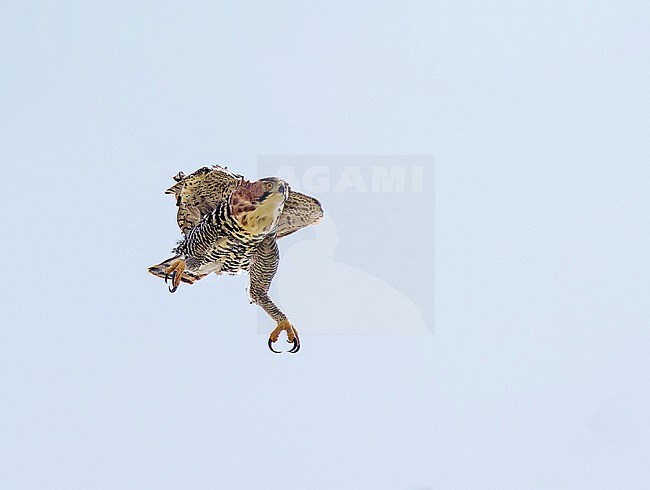 Adult Ornate Hawk-Eagle (Spizaetus ornatus) in Panama. stock-image by Agami/Pete Morris,