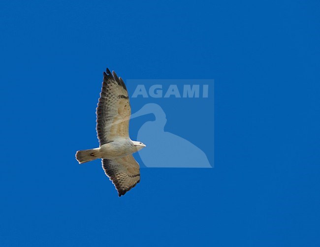 Common Buzzard flying; Buizerd vliegend stock-image by Agami/Markus Varesvuo,