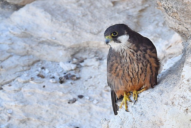 Falco eleonorae, Eleonora's Falcon stock-image by Agami/Eduard Sangster,