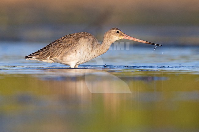 Black-tailed Godwit (Limosa limosa), side view of an adult in winter plumage feeding in the water, Campania, Italy stock-image by Agami/Saverio Gatto,