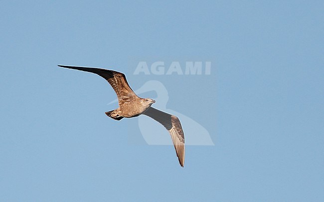 American Herring Gull, Larus smithsonianus, 1stWinter in flight at Cape May, New Jersey, USA stock-image by Agami/Helge Sorensen,