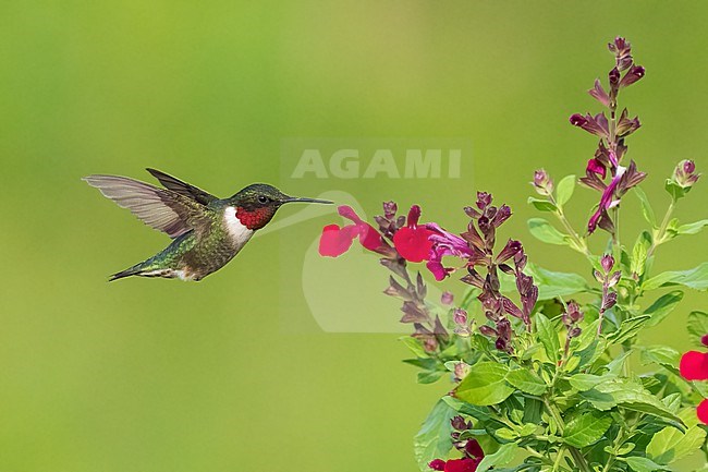 Adult male
Galveston Co., TX
May 2023 stock-image by Agami/Brian E Small,