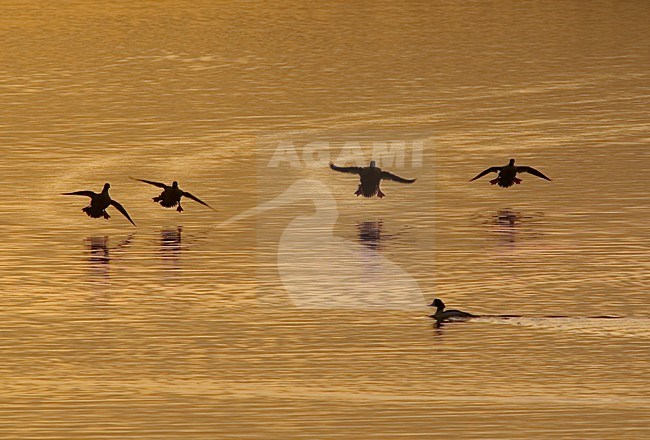 Grote Zaagbekken landend in water; Goosanders landing in water stock-image by Agami/Hans Gebuis,