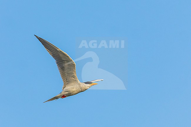 River Tern, Sterna aurantia, in India. stock-image by Agami/Marc Guyt,