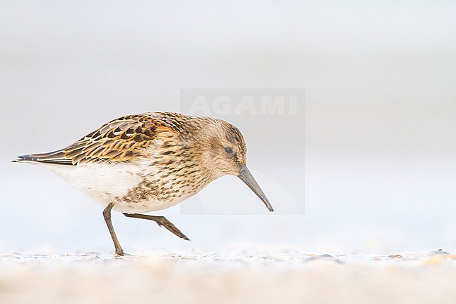 Bonte Strandloper, Dunlin, Calidris alpina juvenile foraging on beach stock-image by Agami/Menno van Duijn,