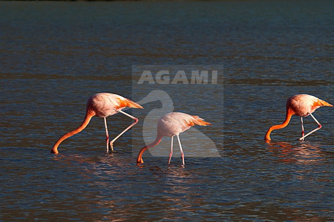 Foeragerende Rode Flamingo, American Flamingo foraging stock-image by Agami/Roy de Haas,