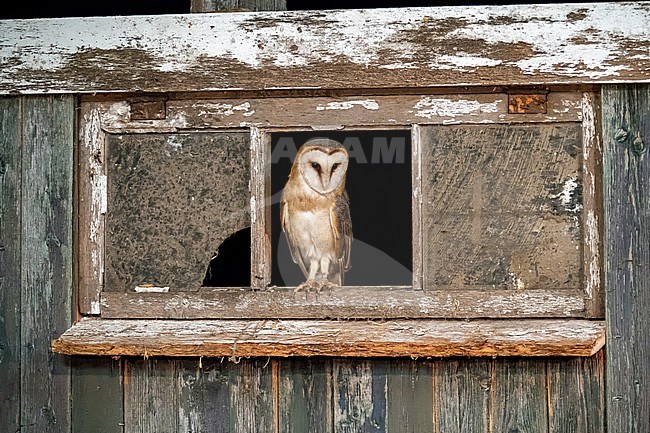 Barn Owl in old Dutch barn window stock-image by Agami/Hans Germeraad,