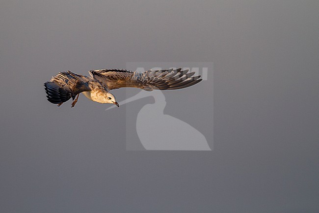 Mediterranean Gull - Schwarzkopfmöwe - Larus melanocephalus, Switzerland, 1st cy stock-image by Agami/Ralph Martin,