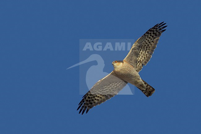 Sperwer in vlucht, Eurasian Sparrowhawk in flight stock-image by Agami/Markus Varesvuo,