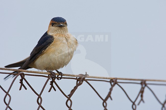 Adult Red-rumped Swallow (Cecropis rufula) perched on a fence on Lesvos, Greece. stock-image by Agami/Wil Leurs,