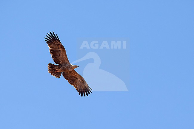 adult tawny eagle (Aquila rapax) in flight, foubnd at Yabello in Southern Ethiopia stock-image by Agami/Mathias Putze,