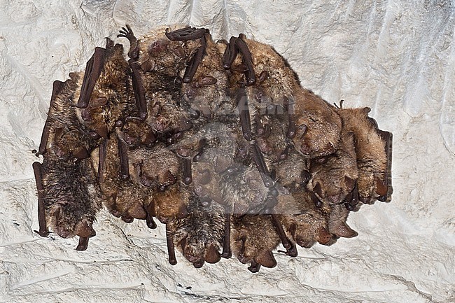 Ingekorven vleermuis in winterslaap, Geoffroy's bat in hibernation stock-image by Agami/Theo Douma,