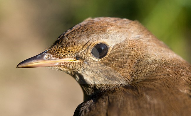 Noordse Nachtegaal, Thrush Nightingale, Luscinia luscinia stock-image by Agami/Arnoud B van den Berg ,
