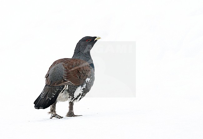 Male Western Capercaillie (Tetrao urogallus) during a cold winter in Northern Finland. Walking away, looking alert over his shoulder. Seen on the back, showing rump and tail stock-image by Agami/Marc Guyt,