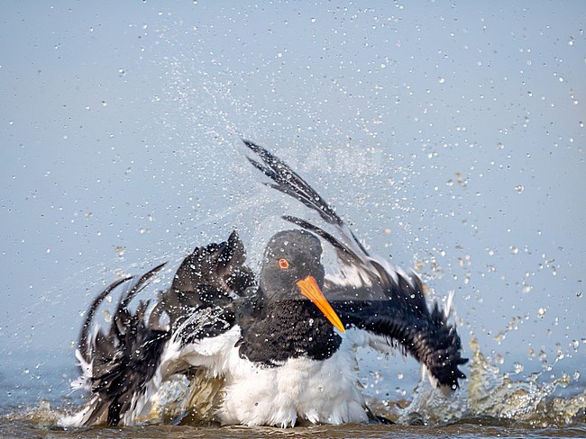 scholekster; oystercatcher; Haematopus Ostralegus; cleaning; spashing water stock-image by Agami/Hans Germeraad,