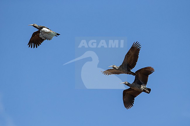 three wattled ibis (Bostrychia carunculata) in flight, found at Sanetti Plateau in Bale Mountains National Parc in Ethiopia stock-image by Agami/Mathias Putze,