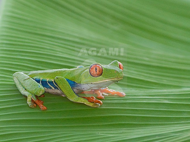 Roodoogmakikikker, Red-eyed Tree-Frog stock-image by Agami/Alex Vargas,