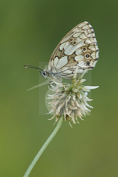 Marbled White (Melanargia galathea) resting on small plant in Mercantour in France, against a natural green colored background. stock-image by Agami/Iolente Navarro,