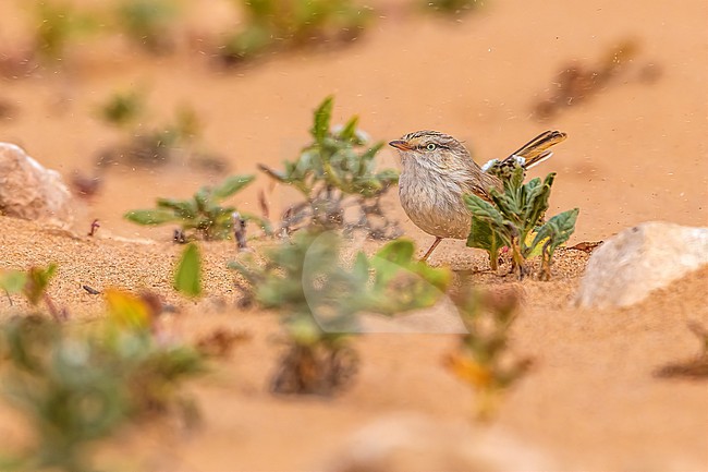 Adult Saharan Scrub Warbler (Scotocerca saharae saharae) sitting on a bush in Western Sahara. stock-image by Agami/Vincent Legrand,