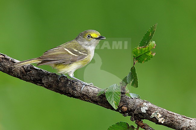 Adult White-eyed Vireo (Vireo griseus) perched on a branch with a green natural background in Galveston County in Texas, USA, during spring migration. stock-image by Agami/Brian E Small,