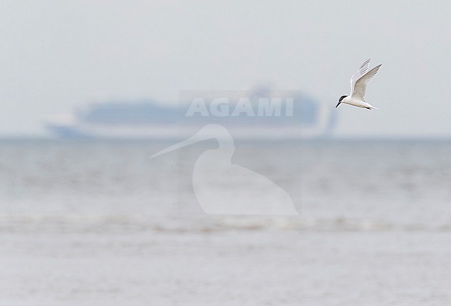 Sandwich Tern, Thalasseus sandvicensis, flying alond the Dutch North sea coast of Katwijk. Crusieship in the back, during covid. stock-image by Agami/Marc Guyt,