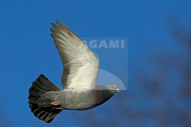 Stadsduif in de vlucht; Feral Pigeon in flight stock-image by Agami/Markus Varesvuo,